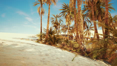 palm-trees-in-the-Sahara-desert